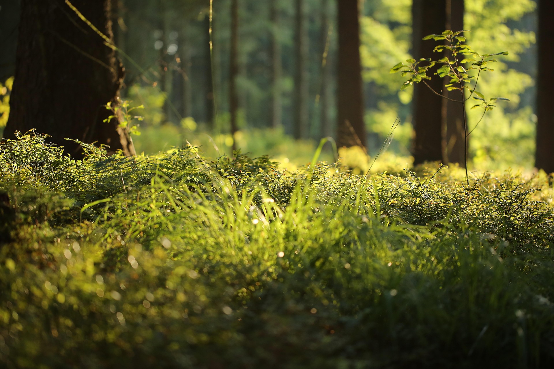 schauhi forest floor 4700814 1920 (1)